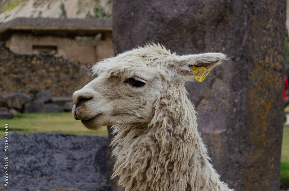 Portrait of a llama in Cusco, Peru. Close up shot of a lama's head. Fluffy neck and hair of a llama.