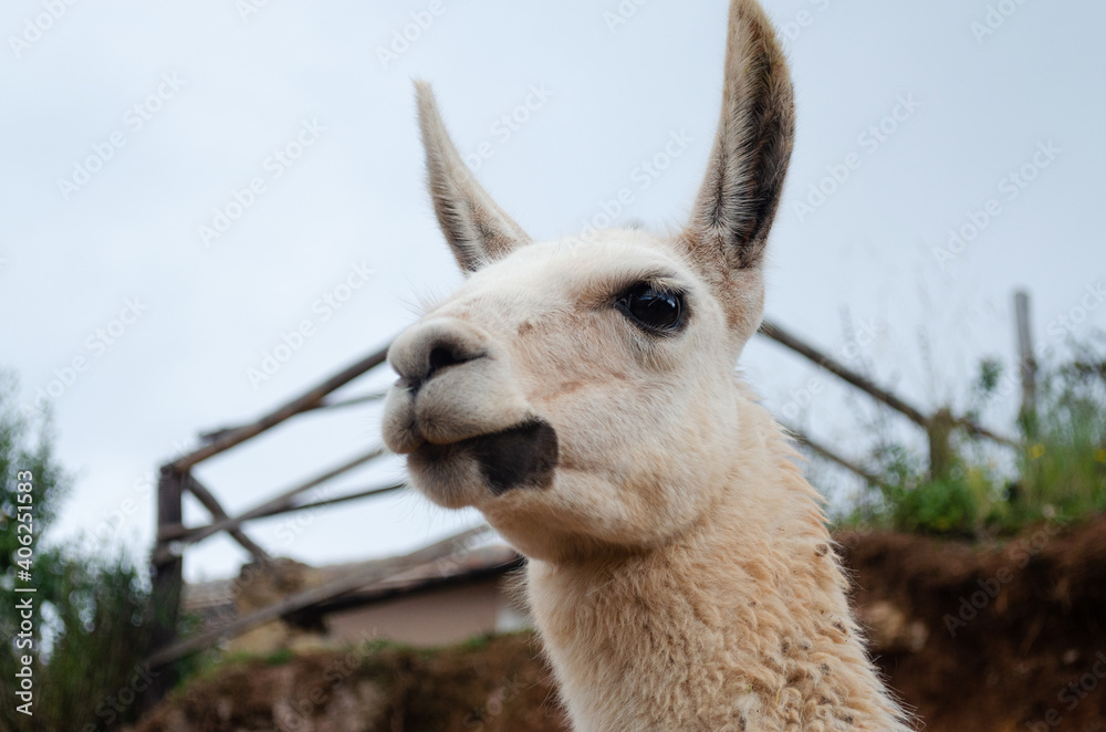 Close up picture of a llama in Cusco, Peru. White llama face. 