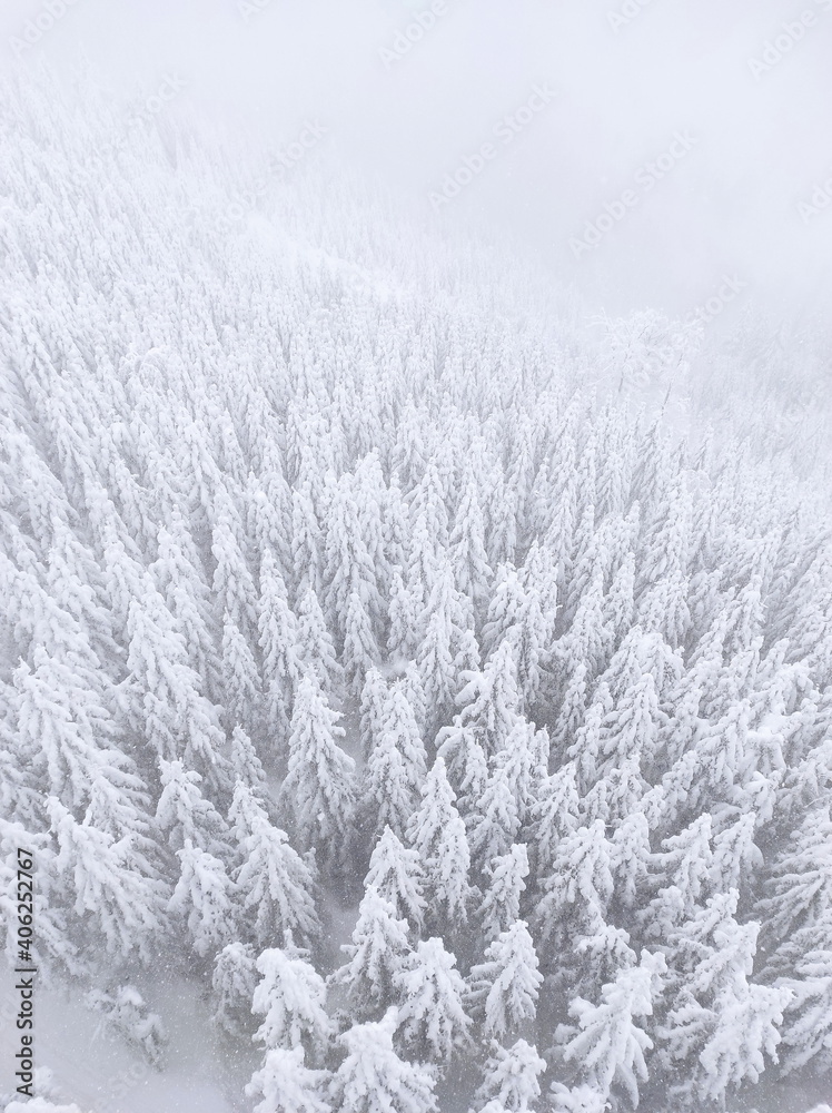 snow covered trees