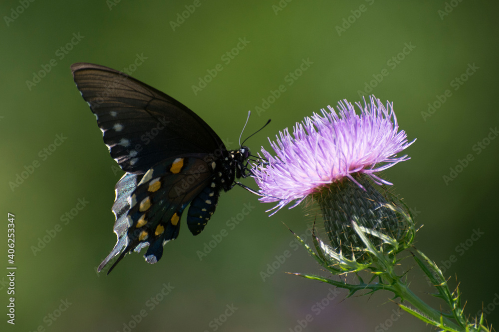Butterfly 2020-41 /Pipevine swallowtail (Battus philenor) Butterfly 2020-41 /Pipevine swallowtail (Battus philenor)
