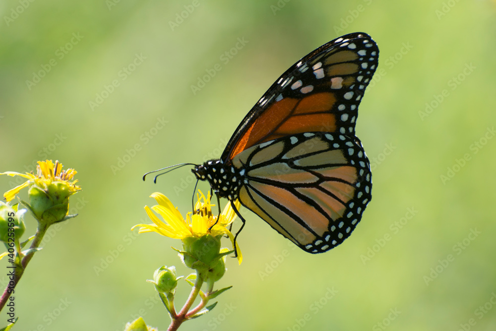 Fototapeta premium Butterfly 2020-42 / Monarch butterfly (Danaus plexippus)
