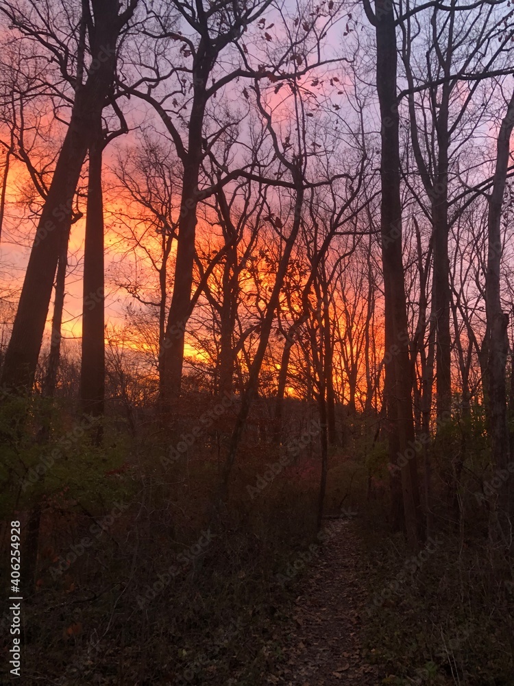 sunset in the forest