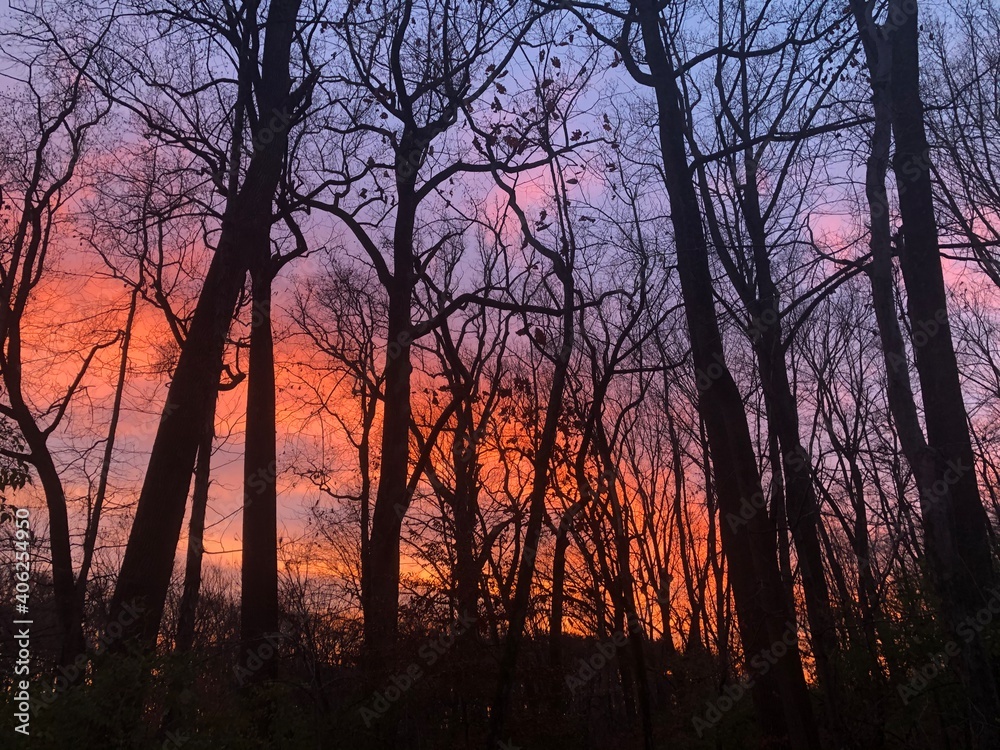 sunset in the forest sunset in the forest