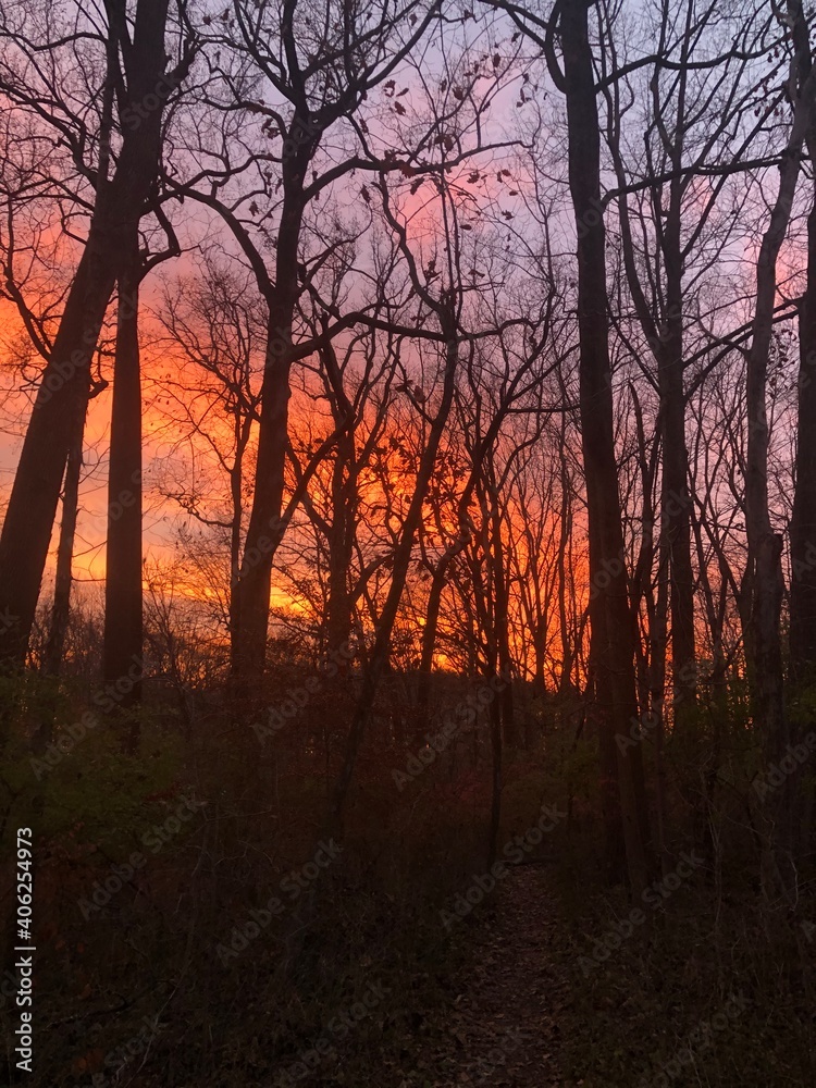 sunset in the forest