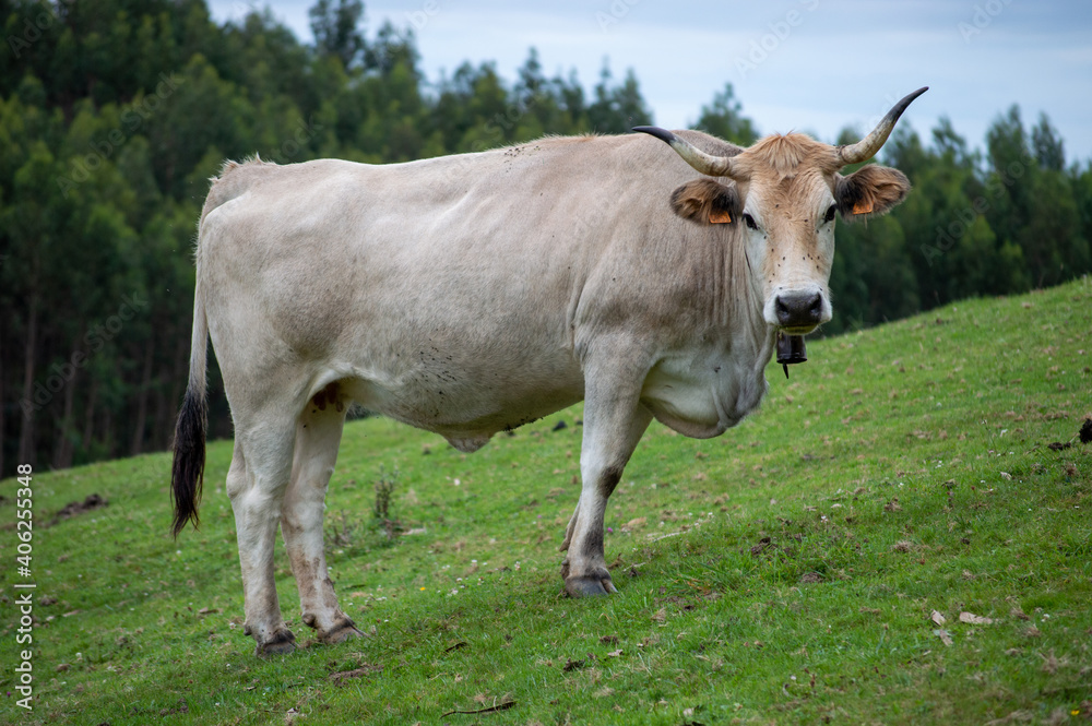 Cow grazing a green hill in Cantabria, Spain Cow grazing a green hill in Cantabria, Spain
