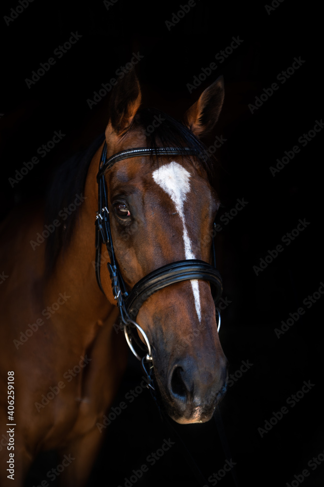 brown horse portrait brown horse portrait