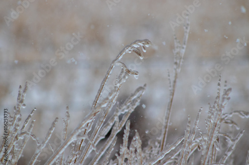 Close up of ice covered grass in the winter