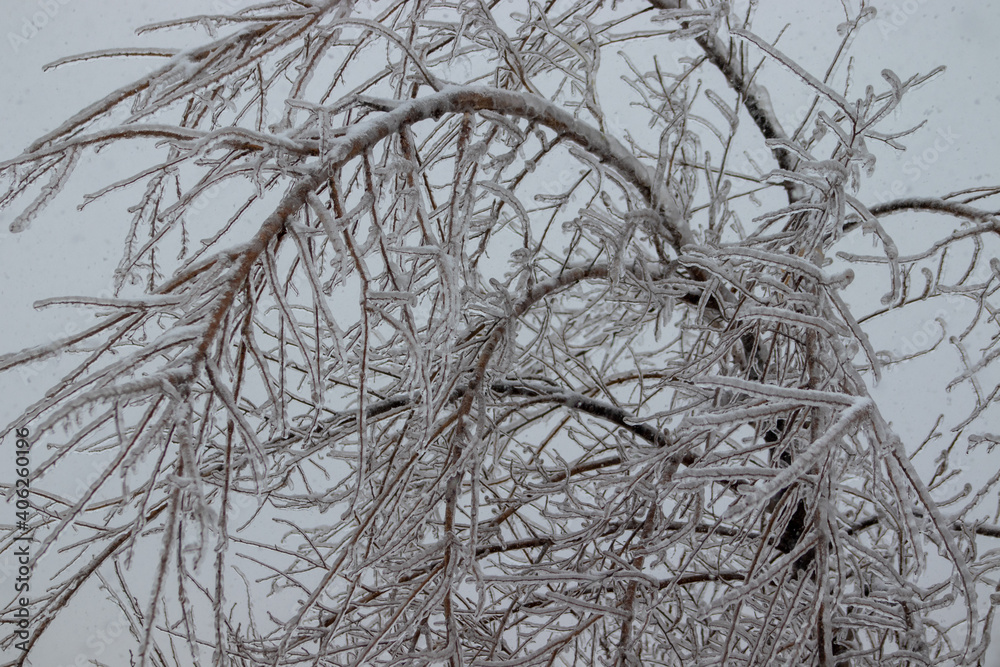 Ice covered branches along the road side Ice covered branches along the road side