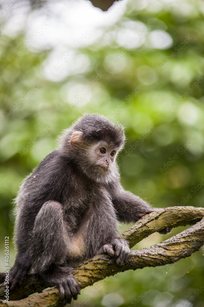 The baby Javan lutung (Trachypithecus auratus) closeup image, also known as the ebony lutung and Javan langur, is an Old World monkey from the Colobinae subfamily The baby Javan lutung (Trachypithecus auratus) closeup image, also known as the ebony lutung and Javan langur, is an Old World monkey from the Colobinae subfamily