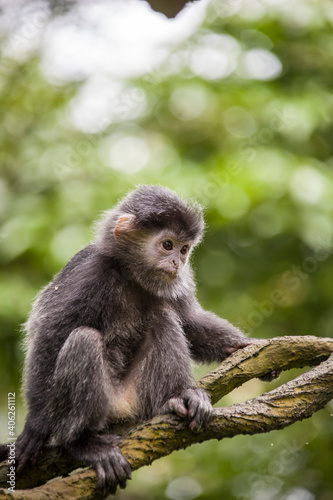 The baby Javan lutung  Trachypithecus auratus  closeup image   also known as the ebony lutung and Javan langur  is an Old World monkey from the Colobinae subfamily