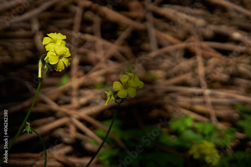 Closeup shot of beautiful yellow flowers in the garden in Gran Canar photo