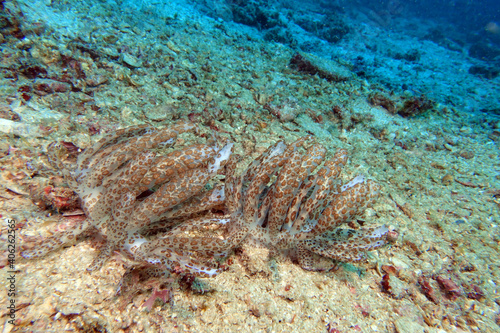 Phyllodesmium longicirrum - Long-Cirri-Fadenschnecke photo