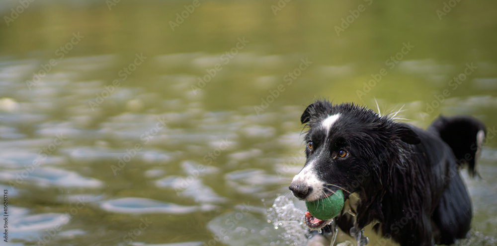 dog with ball in wet muzzle coming out of a lake. concept of activities in urban park dog with ball in wet muzzle coming out of a lake. concept of activities in urban park