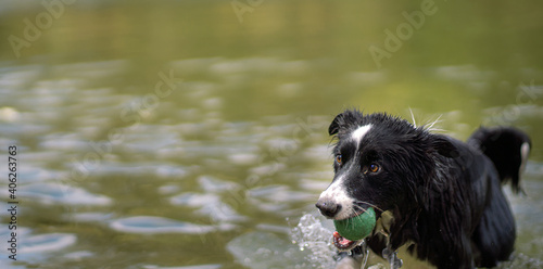 dog with ball in wet muzzle coming out of a lake. concept of activities in urban park