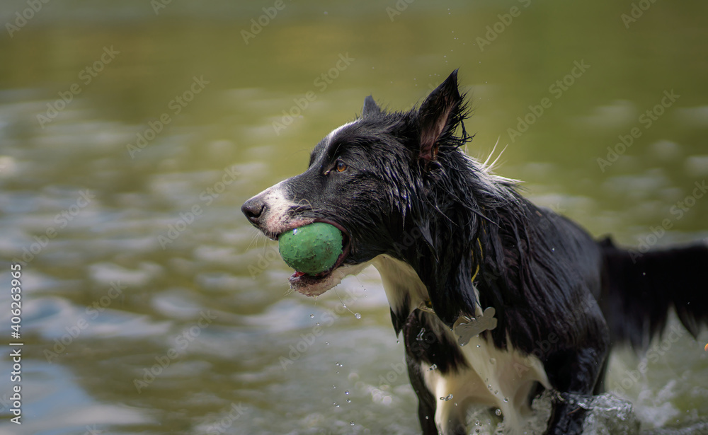 wet dog with ball in a lake wet dog with ball in a lake