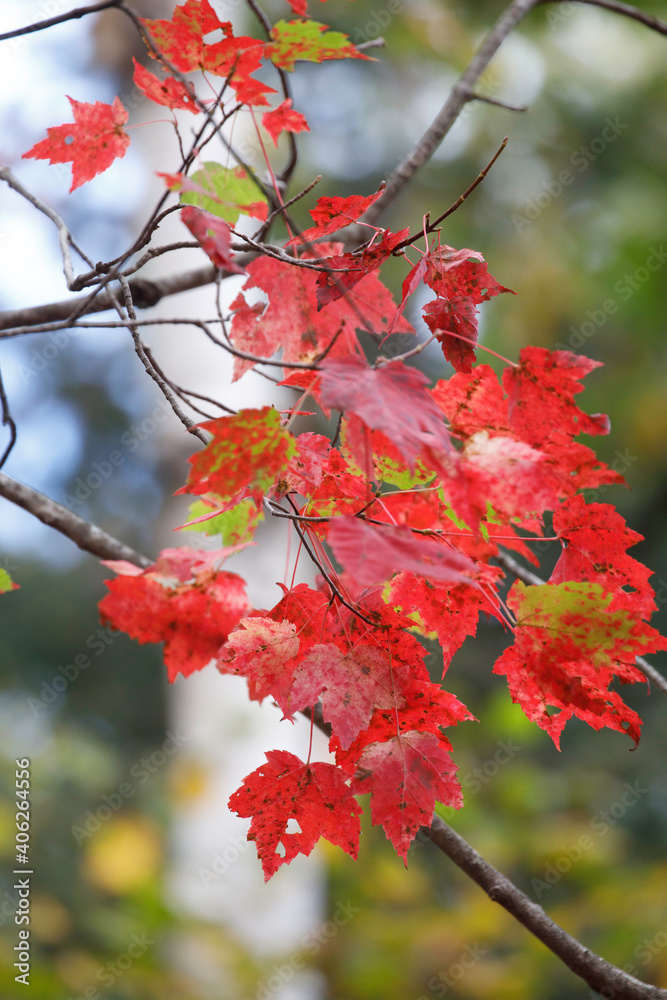 Red Maple autumn color