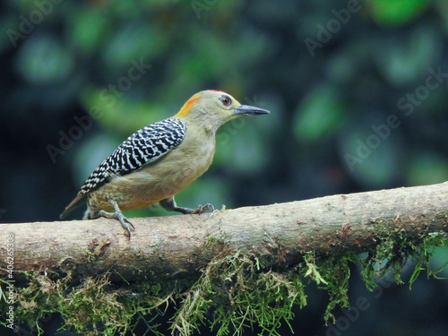 Hoffmann`s Woodpecker ( Male) 1 photo