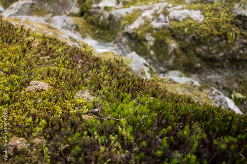 A high angle view of the grass and the stones around the waterfall in Kinkakuji, Kyoto, Japan photo