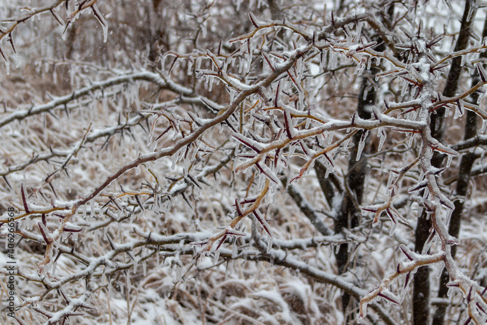 Winter ice covered tree branches close up