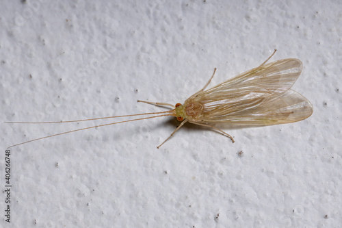 Adult Yellow Caddisfly photo