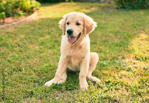 Beautiful and cute golden retriever puppy dog having fun at the park sitting on the green grass. Lovely labrador purebred doggy © Krakenimages.com