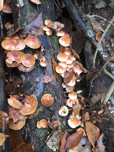 mushrooms in the forest