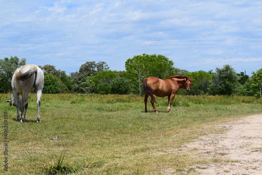 horses on the meadow horses on the meadow