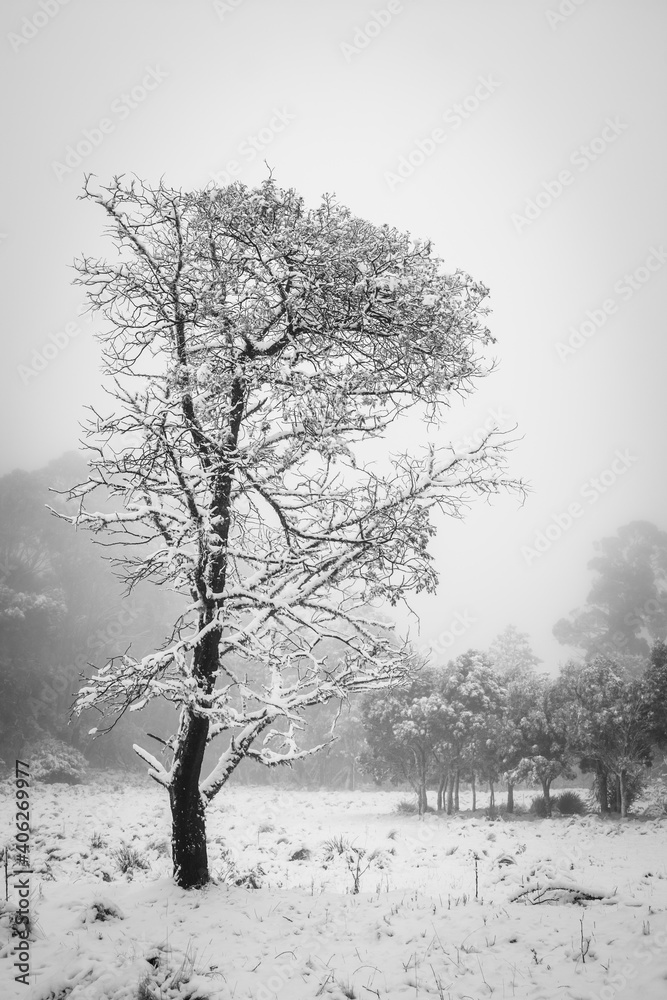 Fototapeta premium tree in snow