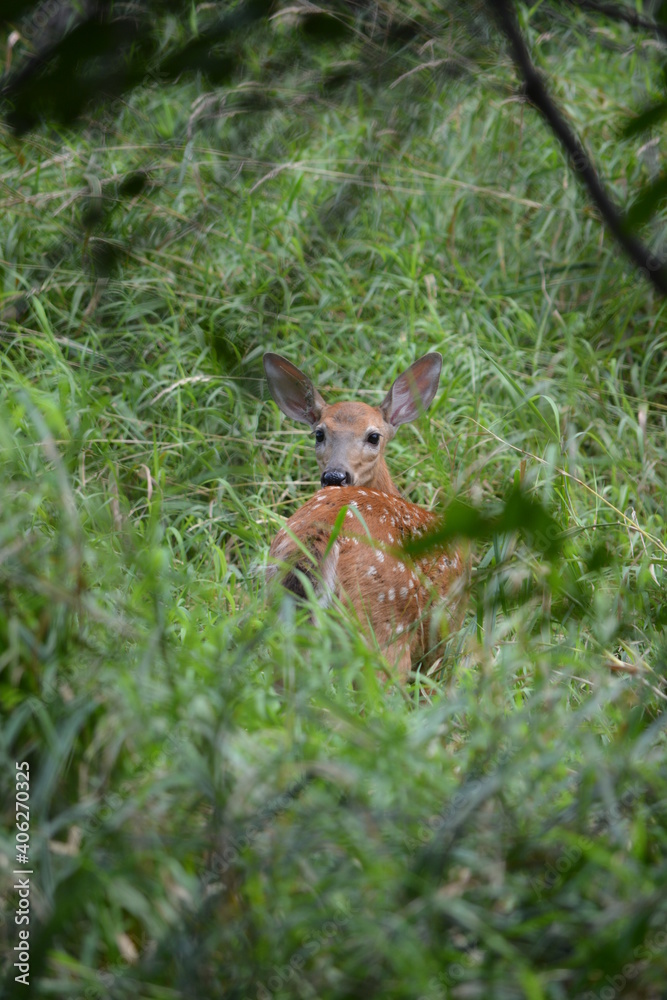 deer in the forest deer in the forest