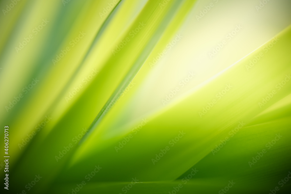 Abstract blurred out of focus and blurred green leaf nature background under sunlight with bokeh and copy space using as background natural plants landscape, ecology wallpaper concept.