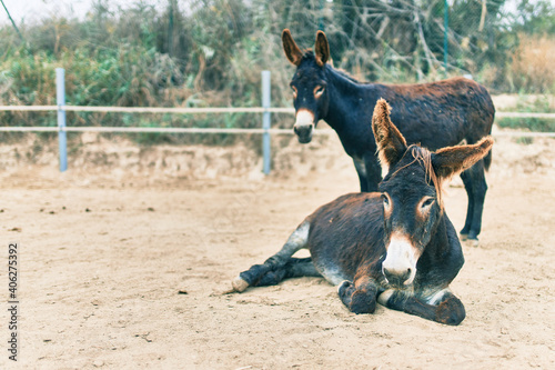 Group of donkeys at the farm.