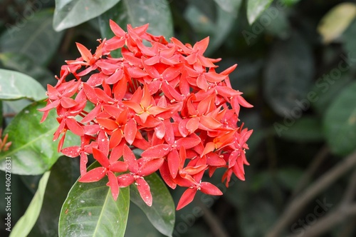 red Ixora coccinea flower in nature garden © mansum008