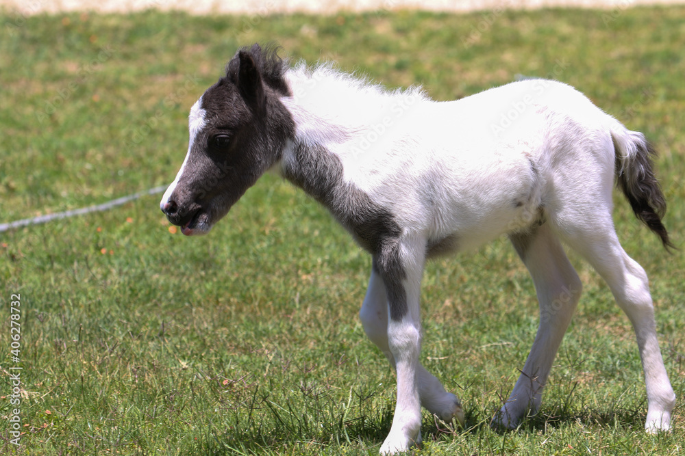 Obraz premium Baby Miniature Horse in California