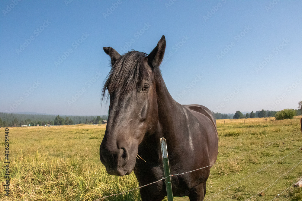 Black Horse in Oregon, Horses on Ranch in Oregon