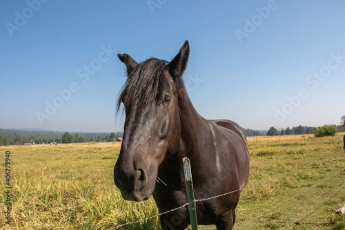 Black Horse in Oregon, Horses on Ranch in Oregon © Dylan