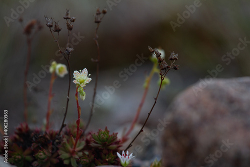 Картината върху платно Single prickly saxifrage plant in the arctic tundra, Arviat Nunavut Canada