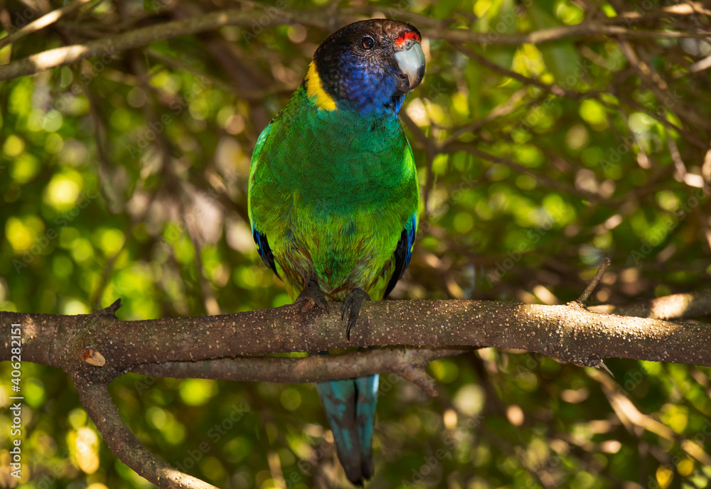 Australian Ringneck parrot perched in tree Australian Ringneck parrot perched in tree
