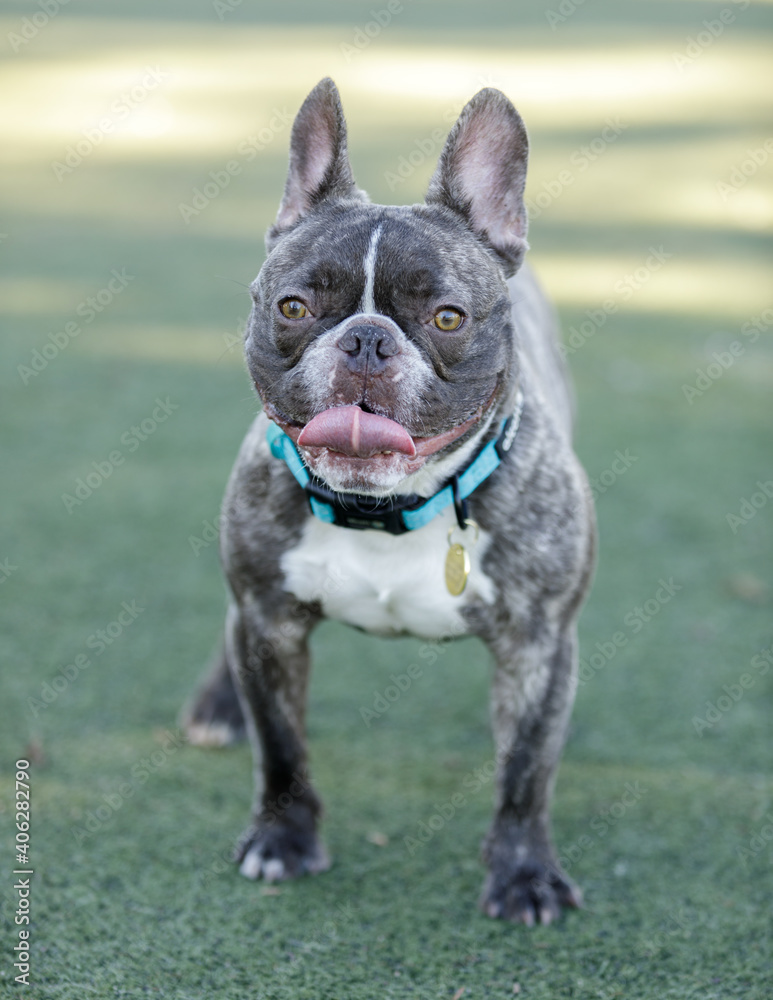 1-Year-Old French Bulldog, Chocolate Brindle with White Patch Male, Sticking Out Tongue. Off-leash dog park in Northern California.