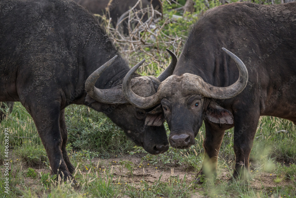 Cape Buffalo Cape Buffalo