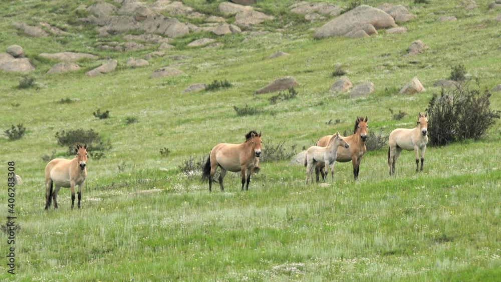 Przewalski's horse albino white foal in real natural habitat environment in the mountains of Mongolia.Ferus takhi dzungarian Przewalski Mongolian wild horse wildlife animal hoofed mustang brumby feral Przewalski's horse albino white foal in real natural habitat environment in the mountains of Mongolia.Ferus takhi dzungarian Przewalski Mongolian wild horse wildlife animal hoofed mustang brumby feral