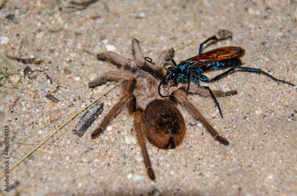 Tarantula Hawk (Pepsis formosa) with Pepsis formosa (Aphonopelma chalcodes) prey Tarantula Hawk (Pepsis formosa) with Pepsis formosa (Aphonopelma chalcodes) prey