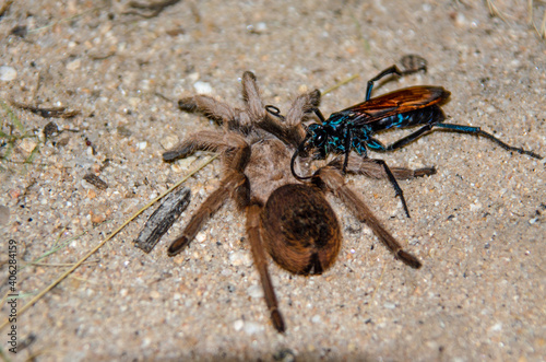 Tarantula Hawk  Pepsis formosa  with Pepsis formosa  Aphonopelma chalcodes  prey