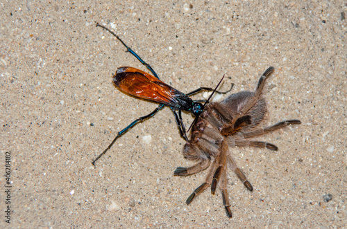Tarantula Hawk (Pepsis formosa) with Pepsis formosa (Aphonopelma chalcodes) prey