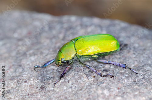 Beyer's Jeweled Scarab beetle (Chrysina beyeri)