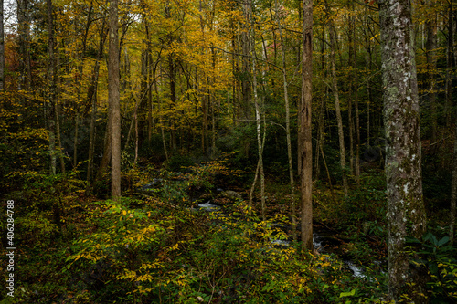 Early Fall In The Forest photo