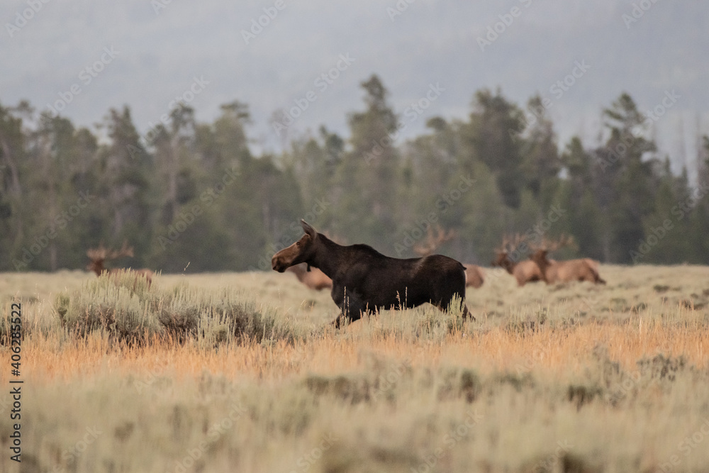 Female Moose Runs Across Open Meadow