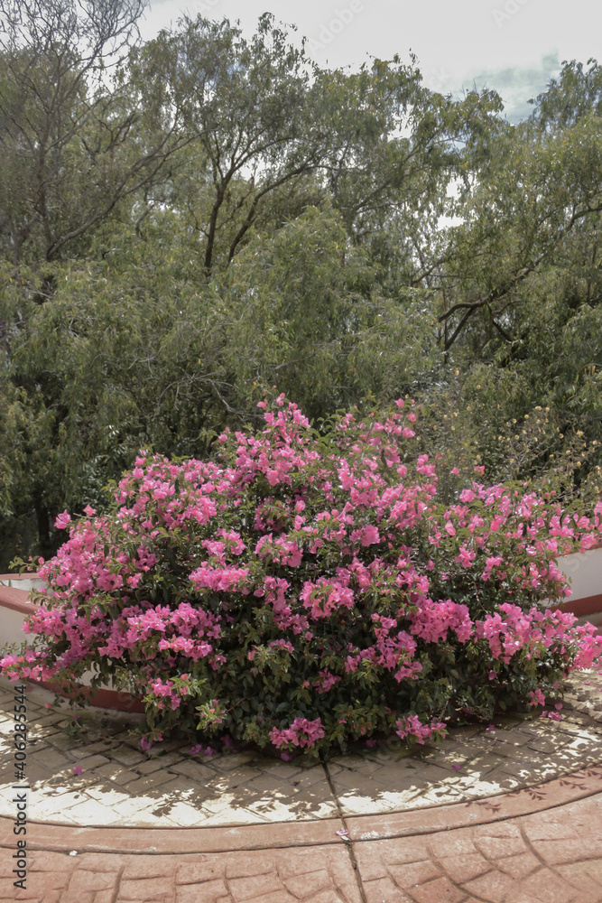 Pink bougainvillea bush, in a planter with trees behind the planter. Pink bougainvillea bush, in a planter with trees behind the planter.