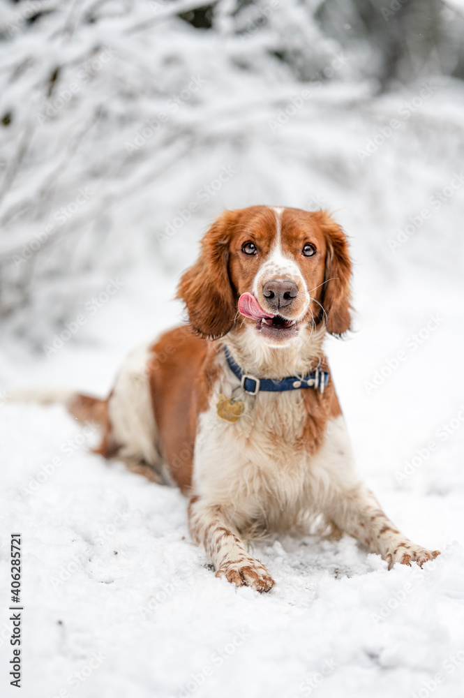 Adorable welsh springer spaniel dog breed in snowy forest in winter.