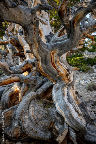Foto Gnarly Gray Bistle Cone Pine