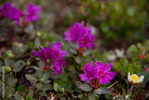 Closeup of Lapland rosebay in full bloom on the arctic tundra near Arviat, Nunavut Canada